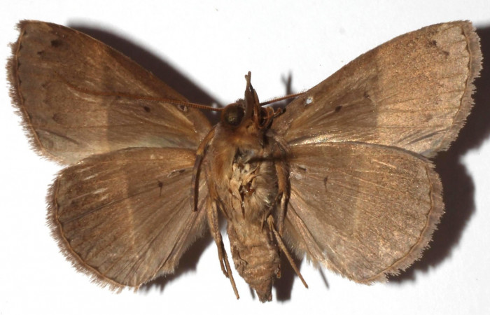 Fig.8 Adulto <i>Antiblemma</i> Poole29  ventral. Hembra. Voucher: 17-SRNP-30550-DHJ925997.jpg