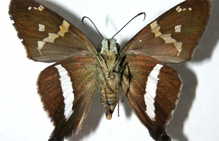 Fig.13 Adulto <i>Aguna coeloides</i> mostrando la parte ventral ,Hembra.  Voucher:  03-SRNP-20032-DHJ39553.jpg.