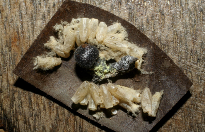 Fig. 14 Capullos <i>Hypomicrogaster rugosus</i> y muda de larva de <i>Aguna coeloides</i>.  Voucher: 04-SRNP-33115-DHJ415315.jpg