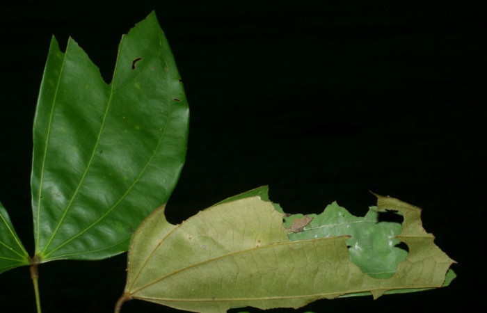 Fig.2  Larva <i>Aguna coeloides</i> tercer estadío ,mostrando forma de corte en la hoja.  Voucher: 08-SRNP-32489-DHJ446132.jpg