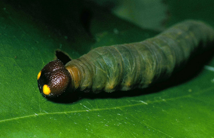 Fig.6  Larva <i>Aguna coeloides</i> penúltimo estadío vista lateral,  Voucher: 04-SRNP-33115-DHJ83910.jpg.