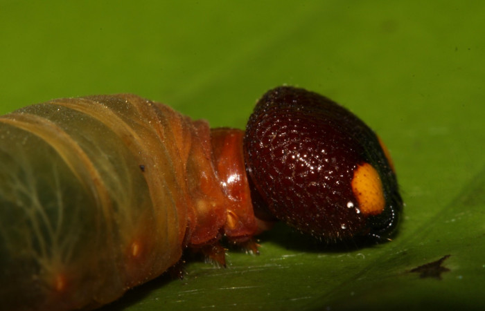 Fig.7  Larva <i>Aguna coeloides</i> ultimo estadío vista lateral,  Voucher: 14-SRNP-31359-DHJ721264.jpg.
