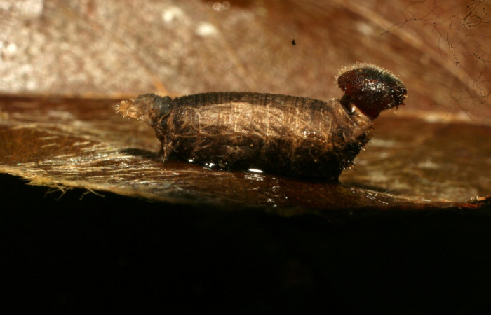 Fig.13 Parásitos de <i>Telegonus procrastinator</i> Momia de <i>Hyposoter</i> INB-42DHJ02. (Ichneumonidae)  Voucher: 10-SRNP-32286-DHJ477324.jpg