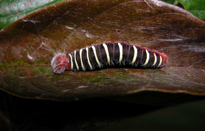 Fig. 3  Larva <i>Telegonus procrastinator</i> ultimo estadío vista dorsal.mostrando casita Voucher: 03-SRNP-21672-DHJ90913.jpg