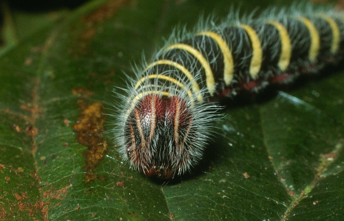 Fig. 4  Larva <i>Telegonus procrastinator</i> ultimo estadío vista frontal.Voucher:  03-SRNP-38625-DHJ80556.jpg