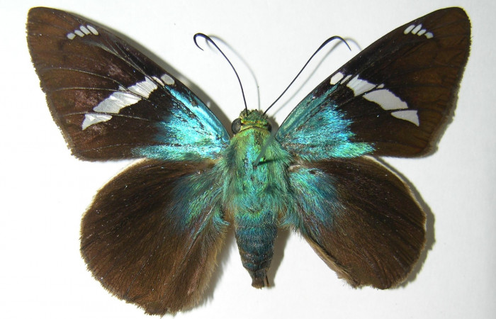 Fig. 8 Adulto <i>Telegonus procrastinator</i> mostrando parte dorsal , hembra. Voucher: 03-SRNP-21672-DHJ341156.jpg