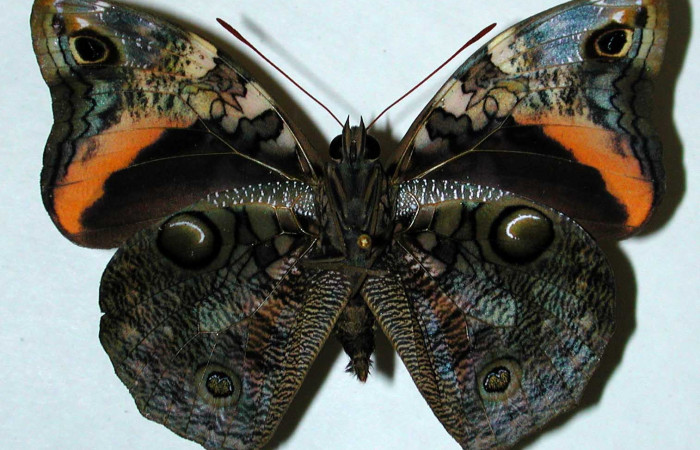 Fig.16. Adulto macho de Opsiphanes fabricii (Nymphalidae). Vista ventral. Voucher:01-SRNP-11290-DHJ35201.jpg