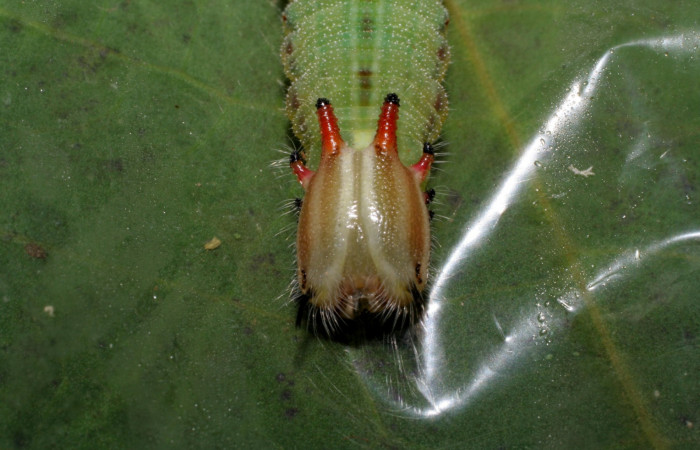 Fig.7. Cabeza de <i>Opsiphanes jacobsorum</i> (Nymphalidae). Vista de la cabeza de frente. Voucher: 06-SRNP-33144-DHJ425197.jpg