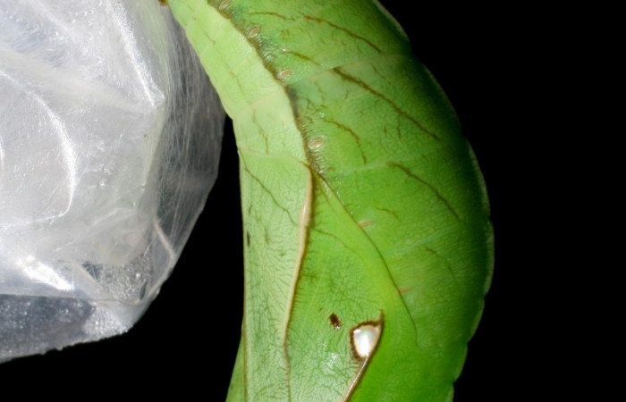 Fig.4. Pupa de <i>Opsiphanes jacobsorum</i> (Nymphalidae). Vista lateral de pupa completa. Voucher: 06-SRNP-34044-DHJ425238.jpg
