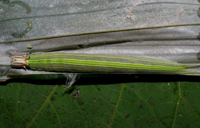Fig.1. Larva de <i>Opsiphanes jacobsorum</i> (Nymphalidae). Vista dorsal completa. Voucher: 06-SRNP-34094-DHJ425262.jpg