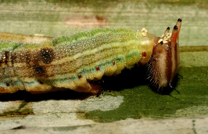 Fig.3. Larva de <i>Opsiphanes jacobsorum</i> (Nymphalidae). Vista de larva después de salida parásitos (Tachinidae) <i>Winthemia</i> Wood07DHJ04,. Voucher:10-SRNP-30717-DHJ471554.JPG