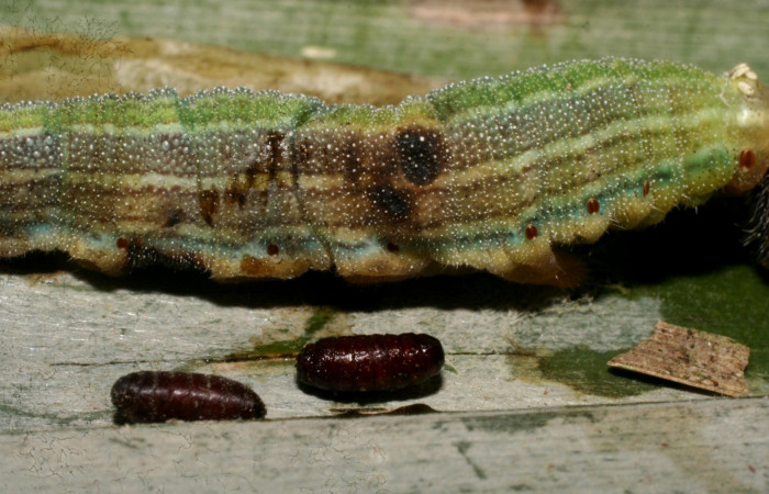 Fig.2. Larva de <i>Opsiphanes jacobsorum</i> (Nymphalidae). Vista de salida puparios de (Tachinidae) <i>Winthemia</i> Wood07DHJ04,. Voucher:10-SRNP-30717-DHJ471555.JPG