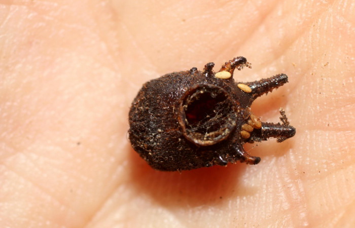 Fig.9. Larva de <i>Opsiphanes jacobsorum</i> (Nymphalidae). Vista del exoesqueleto de la cabeza parasitada. Voucher:10-SRNP-30717-DHJ498144.JPG