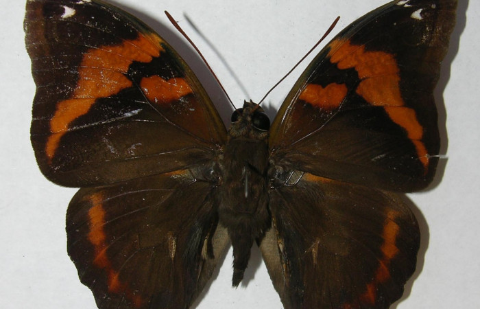Fig.12. Adulto macho de <i>Opsiphanes jacobsorum</i> (Nymphalidae). Vista dorsal. Voucher:12-SRNP-75601-DHJ562860.jpg