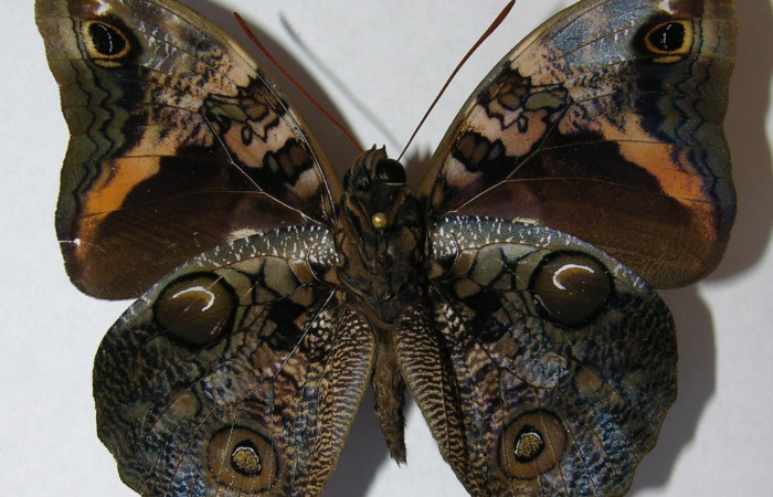 Fig.13. Adulto macho de <i>Opsiphanes jacobsorum</i> (Nymphalidae). Vista ventral. Voucher:12-SRNP-75601-DHJ562861.jpg