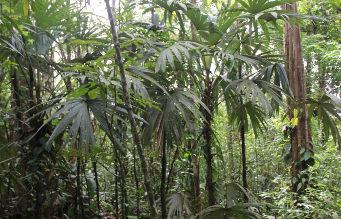 Fig.27. Planta hospedera de <i>Opsiphanes jacobsorum</i> (Nymphalidae) <i>Cryosophila warscewiczii</i> (Arecaceae)