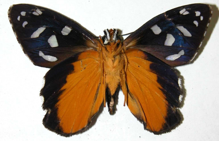 Fig.10 Adulto de <i>Phareas burnsi</i> mostrando la parte ventral,  Macho, Voucher: 02-SRNP-35232-DHJ36748.jpg