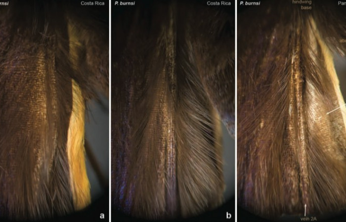 Fig.11 Estructura en ala posterior de macho de<i>Phareas burnsi</i>en forma de pluma,  tomado de articulo de descripción de especie.