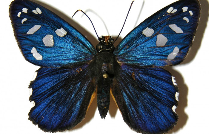 Fig.12 Adulto de <i>Phareas burnsi</i> mostrando la parte dorsal , Hembra, Voucher 04-SRNP-56226-DHJ306436.jpg