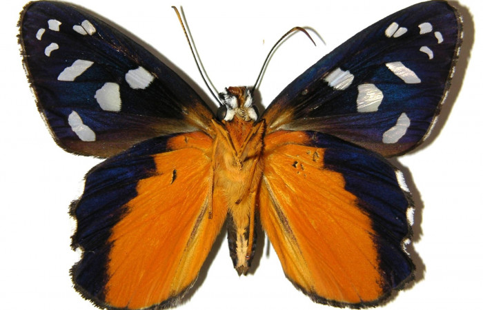 Fig.13  Adulto de <i>Phareas burnsi</i> mostrando la parte ventral , Hembra.  Voucher: 04-SRNP-56226-DHJ306437.jpg