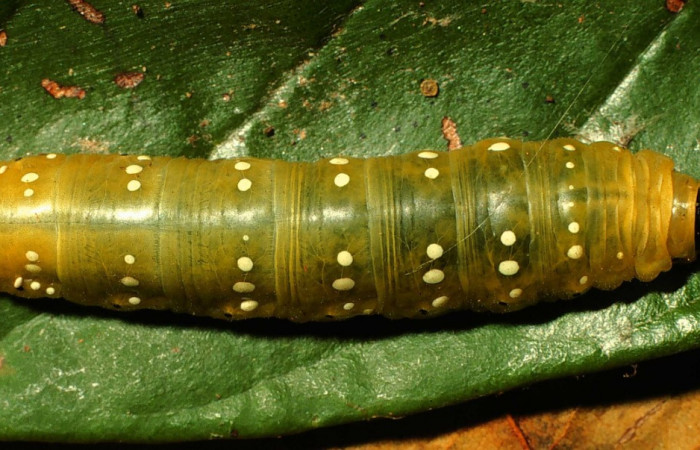 Fig. 2 Larva de  <i>Phareas burnsi</i> penultimo estadío ,mostrando forma de puntos Voucher:  01-SRNP-9030-DHJ58476.jpg