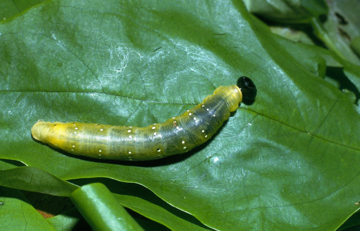 Fig. 4  Larva de <i>Phareas burnsi</i> penúltimo estadío vista lateral,  Voucher:-04-SRNP-31795-DHJ82570.jpg