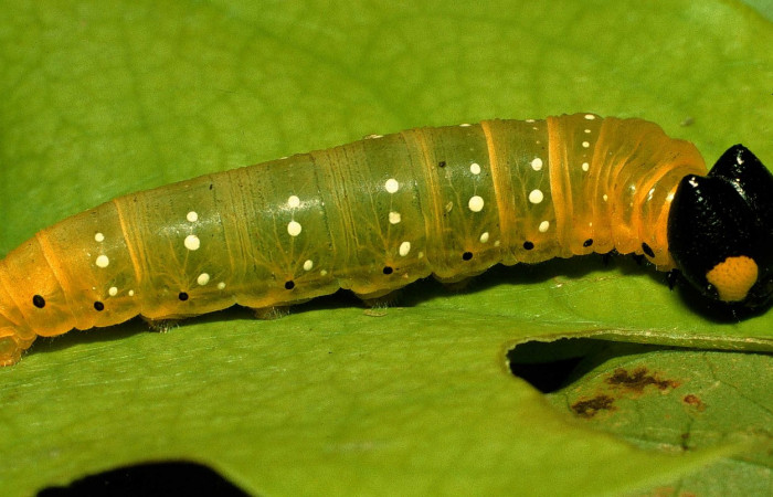 Fig. 5 Larva de <i>Phareas burnsi</i> ultimo estadío vista lateral,  Voucher: 95-SRNP-576-DHJ21976.jpg