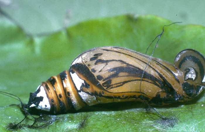 Fig  6  Pupa de <i>Phareas burnsi</i> vista lateral, mostrando forma de de la cabeza. Voucher: 04-SRNP-31800-DHJ82597.jpg