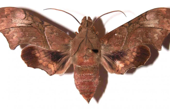 Fig.01. Hembra de <i>Aleuron neglectrum</i> (Sphingidae), vista dorsal, 56mm de longitud. Voucher: 02-SRNP-14889-DHJ35666.jpg.