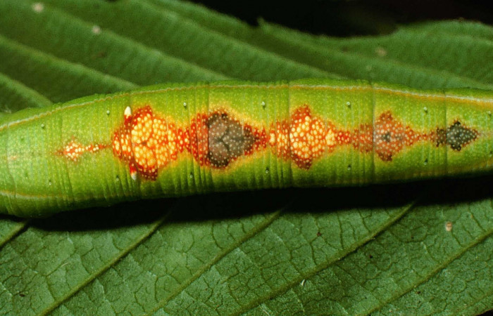 Fig. 04. Larva de <i>Aleuron iphis</i> (Sphingidae), vista dorsal, 50mm de longitud. Voucher: 95-SRNP-7708-DHJ25062.jpg.