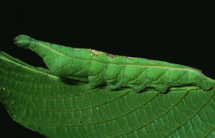 Fig.05. Larva de <i>Aleuron iphis</i> (Sphingidae), vista lateral, 50mm de longitud, último estadío. Voucher: 82-SRNP-645-DHJ4521jpg.