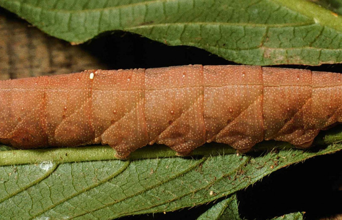 Fig.06. Larva de <i>Aleuron iphis</i> (Sphingidae), vista lateral, 60mm de longitud, último estadío, cambia a café en días próximo a prepupar. Voucher: 99-SRNP-6007-DHJ51296.jpg.