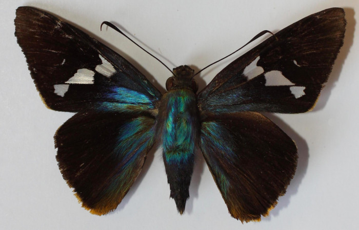 Fig.1. Adulto de <i>Perichares deceptus</i>. Hembra 51mm de longitud vista dorsal. Voucher: 13-SRNP-35569-DHJ585784.jpg.