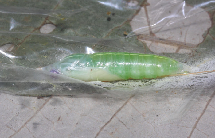 Fig.10. Pupa de <i>Perichares deceptus</i>. 38mm  de longitud  vista lateral. Voucher : 17-SRNP-32445-DHJ740879.jpg.