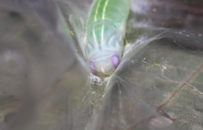 Fig.11. Pupa de <i>Perichares deceptus</i>. 38mm  de longitud  vista frontal. Voucher : 17-SRNP-32445-DHJ740881.jpg.