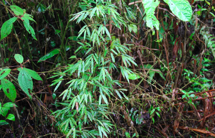 Fig.13. Planta hospedera de <i>Perichares deceptus</i>, <i>Rhipidocladum racemiflorum</i>