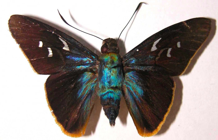 Fig.3. Adulto de <i>Perichares deceptus</i>. Macho 50mm de longitud vista dorsal. Voucher: 03-SRNP-4930-DHJ38200.jpg.
