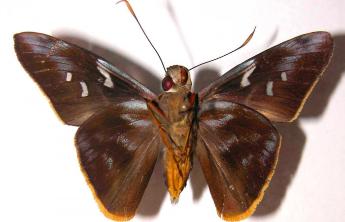 Fig.4. Adulto de <i>Perichares deceptus</i>. Macho 50mm de longitud vista ventral. Voucher: 03-SRNP-4930-DHJ38201.jpg.
