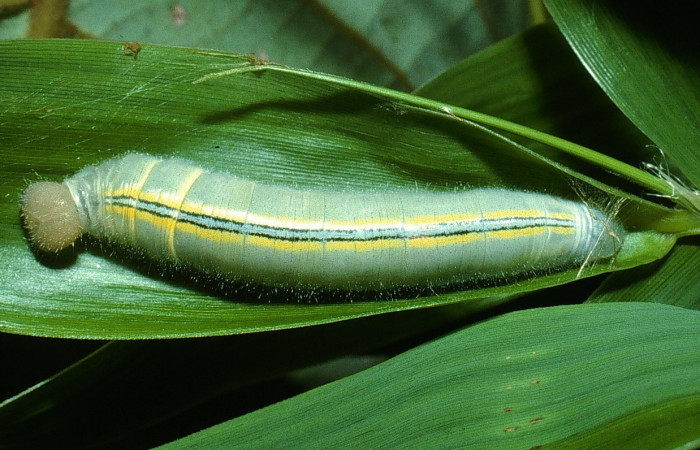 Fig.5.Larva de <i>Perichares deceptus</i>. 40mm de longitud último estadio. Voucher : 03-SRNP-4930-DHJ73629.jpg.