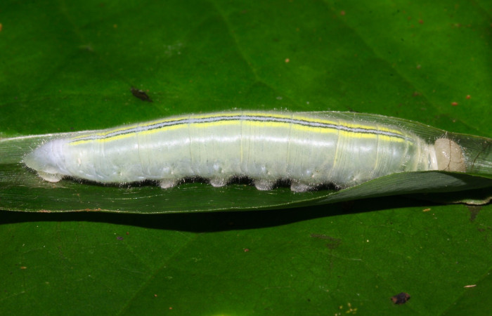 Fig.6. Larva de <i>Perichares deceptus</i>. 55mm de longitud último estadio. Voucher : 17-SRNP-32445-DHJ740724.jpg.