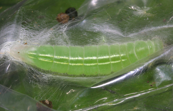 Fig.8. Prepupa de <i>Perichares deceptus</i>. 37mm de longitud. Voucher : 17-SRNP-32445-DHJ740760.jpg.