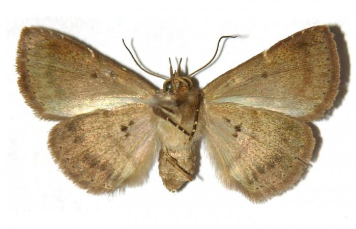 Fig.10  Adulto <i> <i>Antiblemma</i> Poole33 ventral. macho. Voucher:   15-SRNP-70194-DHJ905749.jpg70194-DHJ905748.jpg