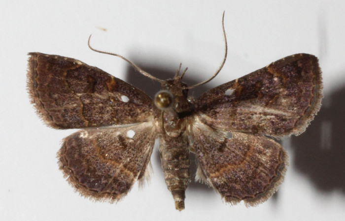 Fig.11 Adulto <i>Antiblemma laranda</i>  dorsal. Hembra. Voucher: 01-SRNP-6901-DHJ315370.jpg