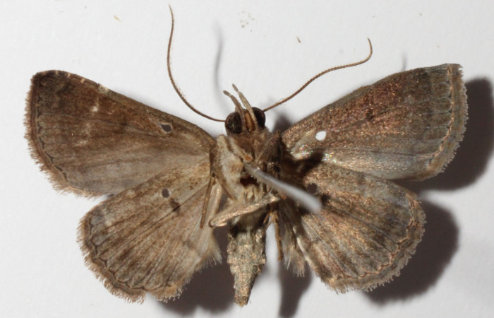 Fig.12 Adulto <i>Antiblemma laranda</i>  ventral. Hembra. Voucher: 01-SRNP-6901-DHJ315371.jpg