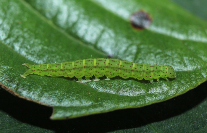 Fig.1 Larva <i>Antiblemma</i> Poole33  en penúltimo estadío mostrando la parte lateral.  Voucher:  15-SRNP-70264-DHJ726840.jpg