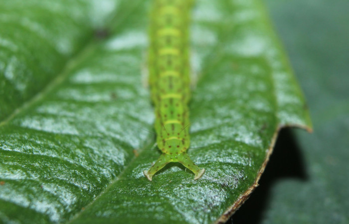 Fig.2 Larva  <i>Antiblemma</i> Poole33 en último estadío mostrando la parte propatas, característica. importante de la familia Erebidae Voucher: 15-SRNP-70264-DHJ726841.jpg