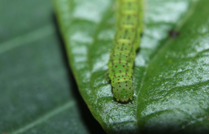 Fig.4 Larva <i>Antiblemma</i> Poole33  en último estadio mostrando marchitas del cuerpo.  Voucher:  15-SRNP-70264-DHJ726842.jpg