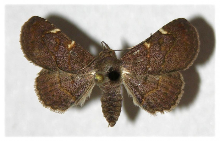 Fig.7 Adulto <i>Antiblemma</i> Poole33  dorsal. hembra. Voucher:  05-SRNP-3804-DHJ320804.jpg