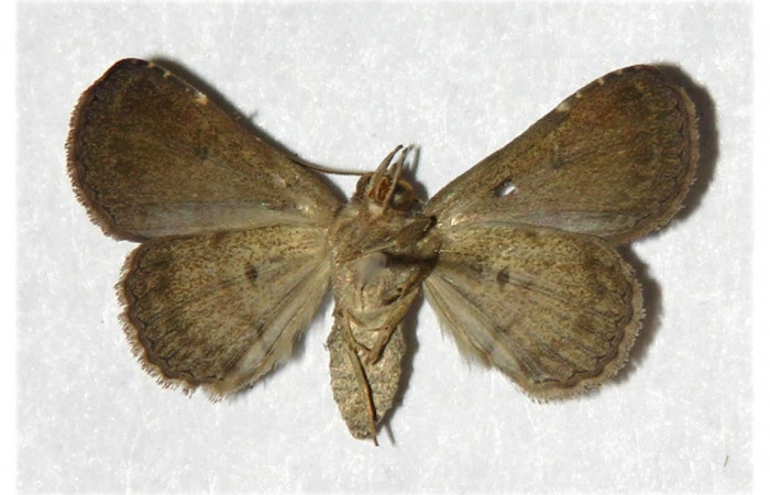 Fig.8 Adulto <i> <i>Antiblemma</i> Poole33 ventral. hembra. Voucher:   05-SRNP-3804-DHJ320805.jpg