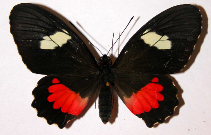 Fig.1. Adulto vista dorsal de la hembra <i>Parides lycimenes</i>(Papilionidae),  mide 72mm Tang.elo Sector Del Oro, 410 m. 01-SRNP-9910.01-DHJ34406.